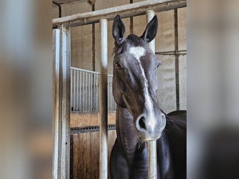 Deutsches Sportpferd Stute 13 Jahre 167 cm Rappe in Zeulenroda-Triebes