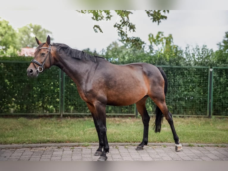 Deutsches Sportpferd Stute 13 Jahre 168 cm Brauner in Rohrlack