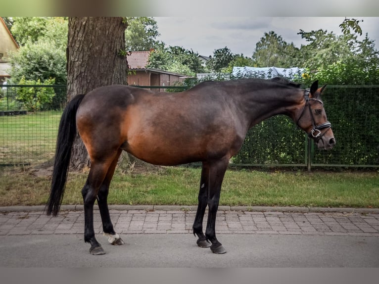 Deutsches Sportpferd Stute 13 Jahre 168 cm Brauner in Rohrlack