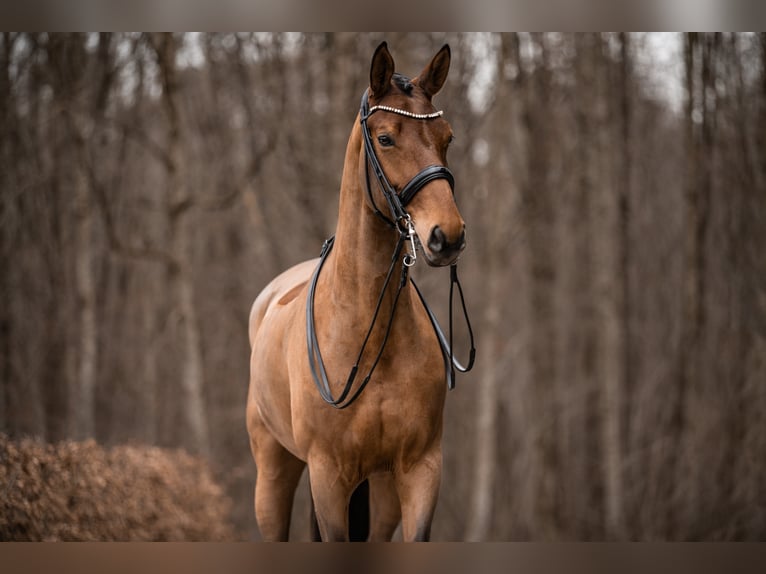 Deutsches Sportpferd Stute 13 Jahre 168 cm Brauner in Wehringen