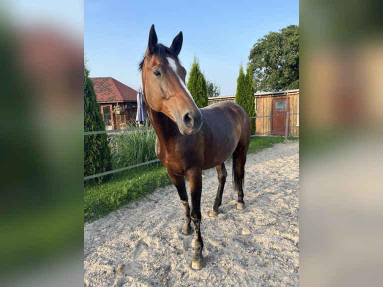 Deutsches Sportpferd Stute 13 Jahre 168 cm Brauner in Meisdorf