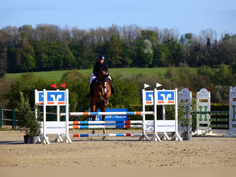 Deutsches Sportpferd Stute 13 Jahre 168 cm Fuchs in Köln