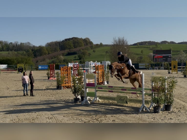 Deutsches Sportpferd Stute 13 Jahre 168 cm Fuchs in Köln