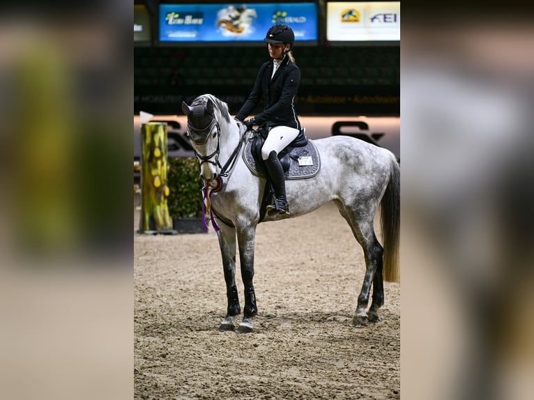 Deutsches Sportpferd Stute 13 Jahre 169 cm Apfelschimmel in Reichenau