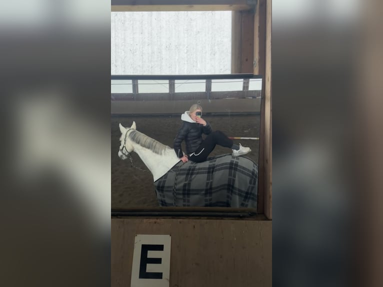 Deutsches Sportpferd Stute 13 Jahre 169 cm Apfelschimmel in Reichenau