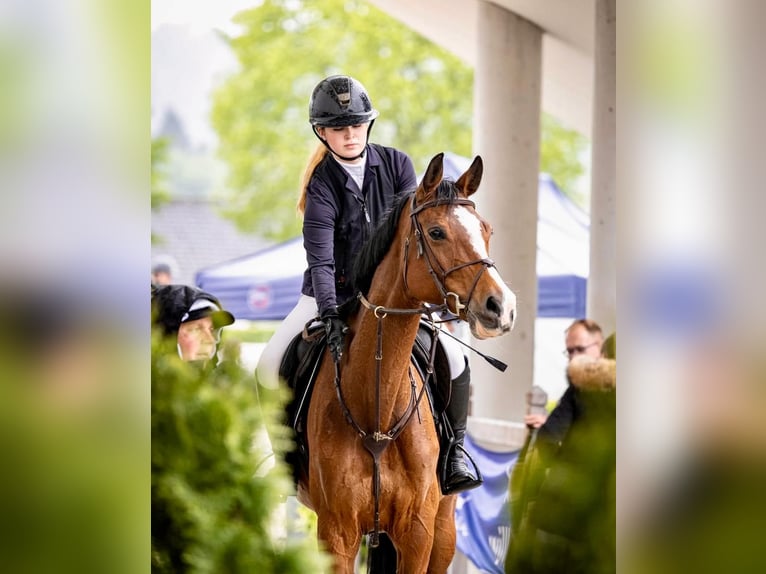 Deutsches Sportpferd Stute 13 Jahre 169 cm Brauner in Aachen