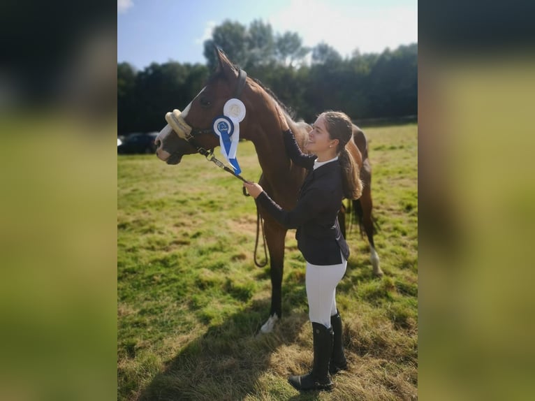 Deutsches Sportpferd Stute 13 Jahre 169 cm Brauner in Aachen
