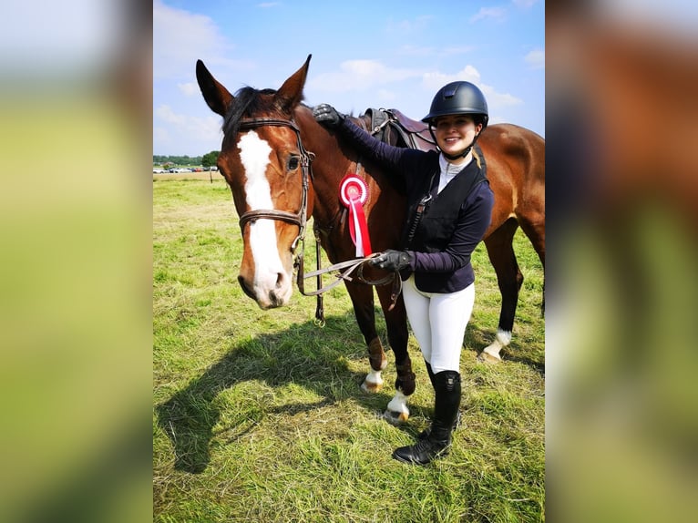 Deutsches Sportpferd Stute 13 Jahre 169 cm Brauner in Aachen