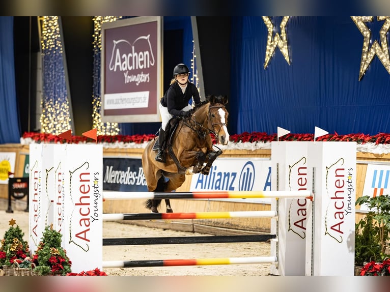 Deutsches Sportpferd Stute 13 Jahre 169 cm Brauner in Aachen