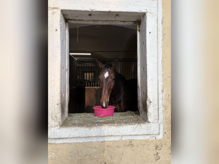 Deutsches Sportpferd Stute 13 Jahre 169 cm Dunkelbrauner in Kirchberg-Thening
