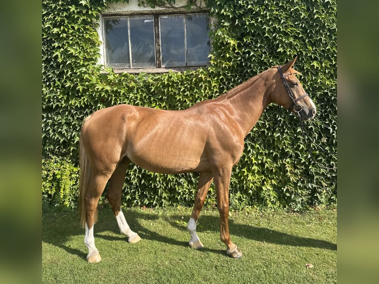 Deutsches Sportpferd Stute 13 Jahre 169 cm Fuchs in Schwaan