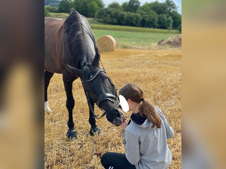 Deutsches Sportpferd Stute 13 Jahre 169 cm Rappe in Laubach