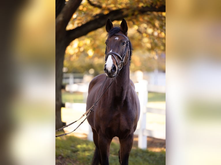 Deutsches Sportpferd Stute 13 Jahre 170 cm Brauner in Falkensee