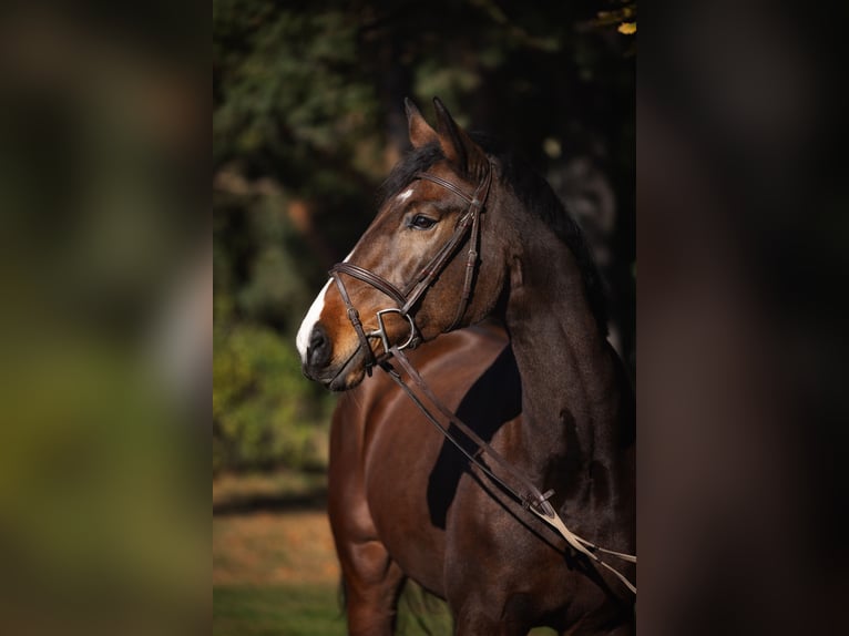 Deutsches Sportpferd Stute 13 Jahre 170 cm Brauner in Falkensee