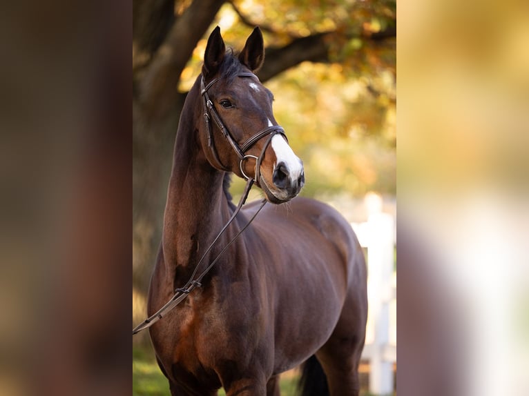 Deutsches Sportpferd Stute 13 Jahre 170 cm Brauner in Falkensee