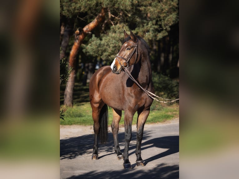 Deutsches Sportpferd Stute 13 Jahre 170 cm Brauner in Falkensee