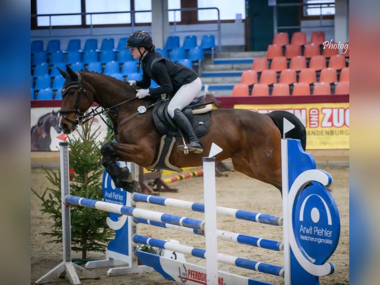 Deutsches Sportpferd Stute 13 Jahre 170 cm Brauner in Berlin Olympiapark