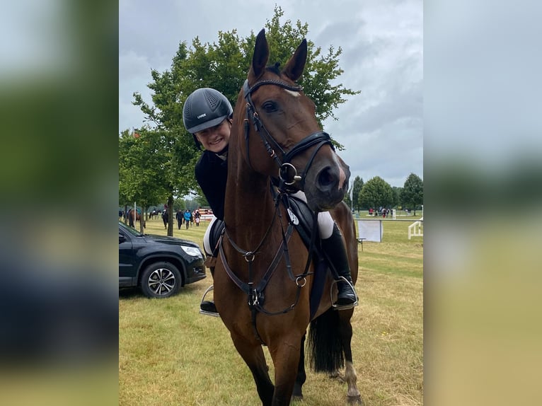 Deutsches Sportpferd Stute 13 Jahre 170 cm Brauner in Berlin Olympiapark