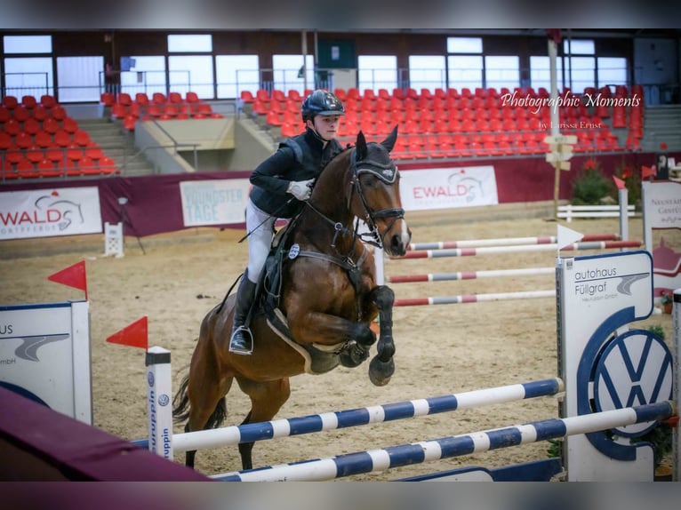 Deutsches Sportpferd Stute 13 Jahre 170 cm Brauner in Berlin Olympiapark
