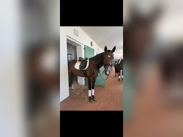 Deutsches Sportpferd Stute 13 Jahre 170 cm Brauner in Berlin Olympiapark