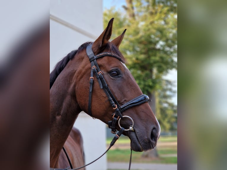 Deutsches Sportpferd Stute 13 Jahre 170 cm Brauner in Berlin Olympiapark
