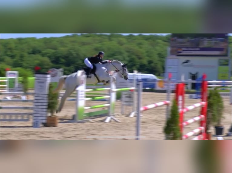 Deutsches Sportpferd Stute 13 Jahre 170 cm Schimmel in Sontra