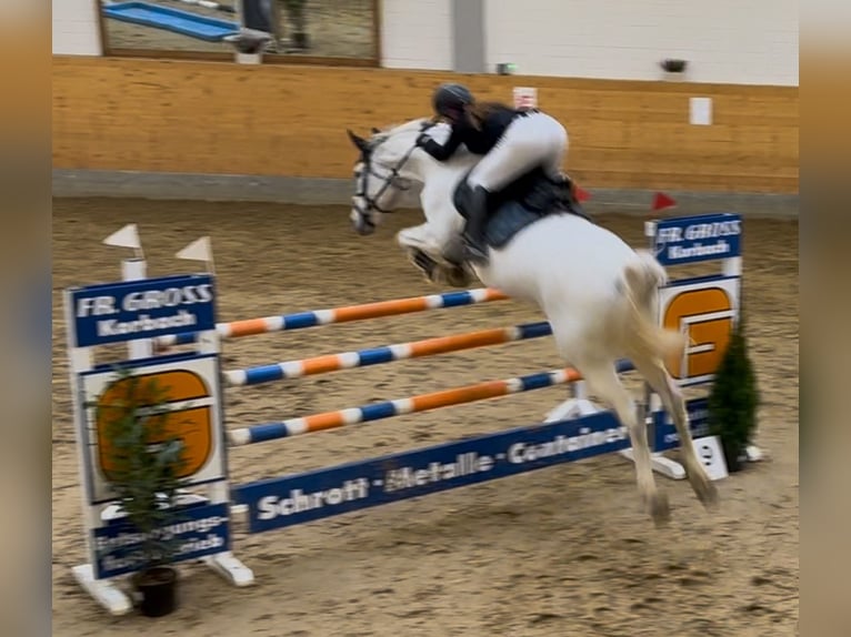 Deutsches Sportpferd Stute 13 Jahre 170 cm Schimmel in Sontra