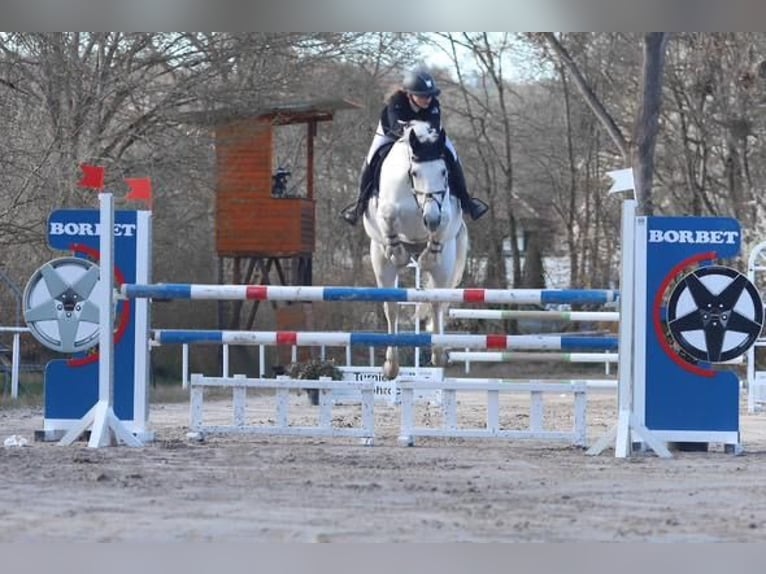 Deutsches Sportpferd Stute 13 Jahre 170 cm Schimmel in Sontra