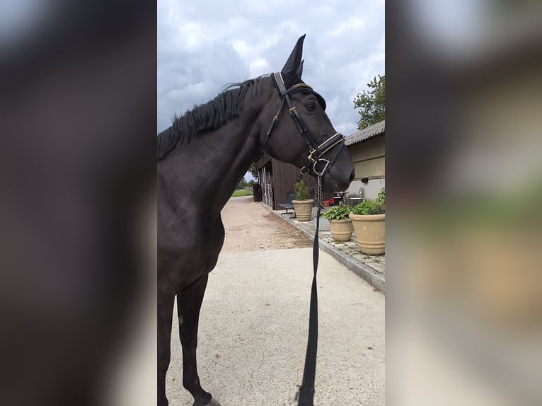 Deutsches Sportpferd Stute 13 Jahre 170 cm Schwarzbrauner in Ingolstadt