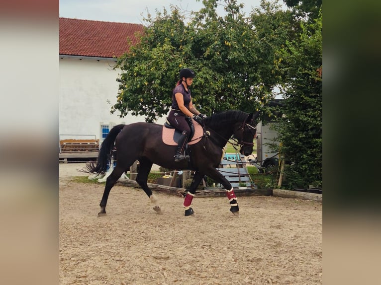 Deutsches Sportpferd Stute 13 Jahre 170 cm Schwarzbrauner in Ingolstadt