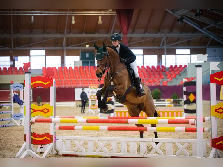 Deutsches Sportpferd Stute 13 Jahre 171 cm Brauner in Z&#xFC;lpich