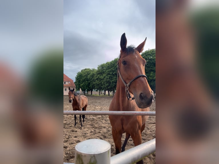 Deutsches Sportpferd Stute 13 Jahre 171 cm Brauner in Z&#xFC;lpich