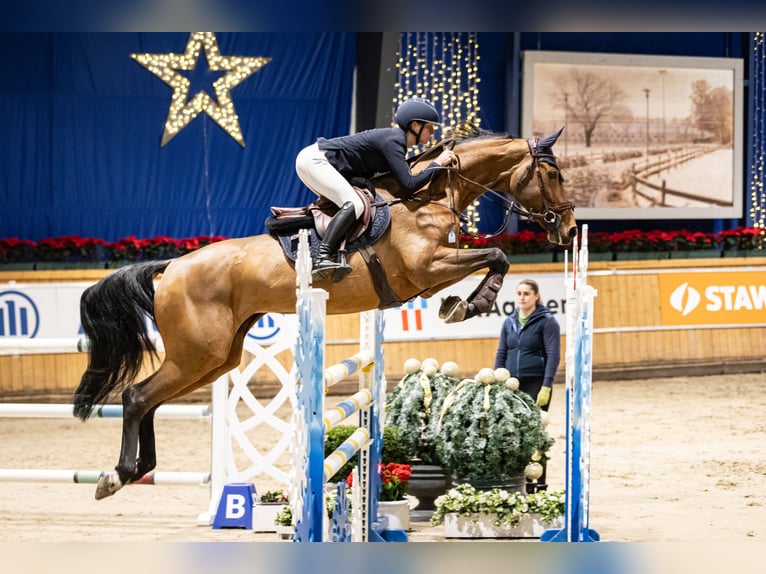 Deutsches Sportpferd Stute 13 Jahre 171 cm Brauner in Z&#xFC;lpich
