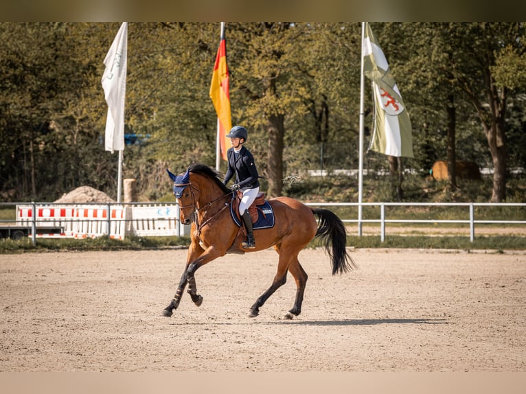 Deutsches Sportpferd Stute 13 Jahre 171 cm Brauner in Z&#xFC;lpich