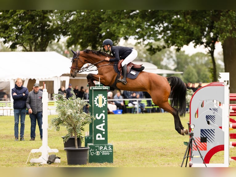 Deutsches Sportpferd Stute 13 Jahre 171 cm Brauner in Z&#xFC;lpich