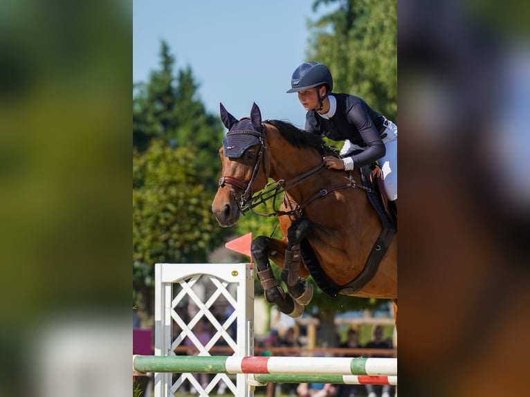 Deutsches Sportpferd Stute 13 Jahre 171 cm Brauner in Z&#xFC;lpich