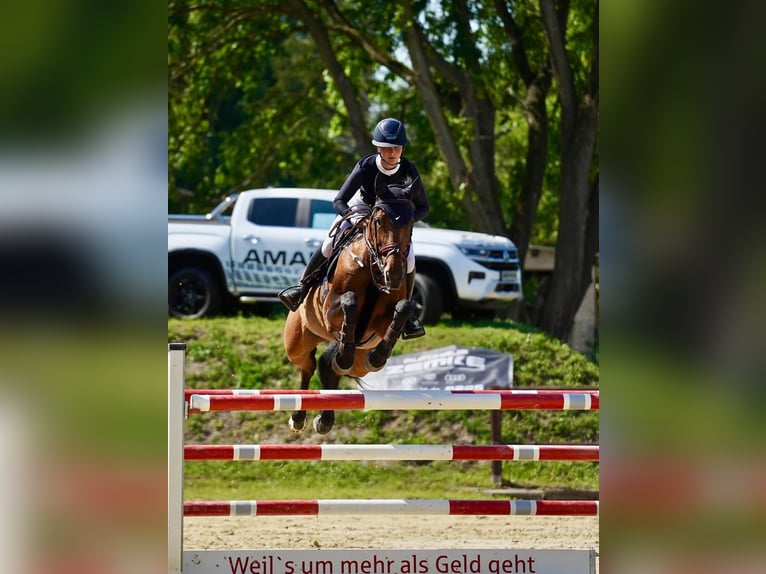 Deutsches Sportpferd Stute 13 Jahre 171 cm Brauner in Z&#xFC;lpich