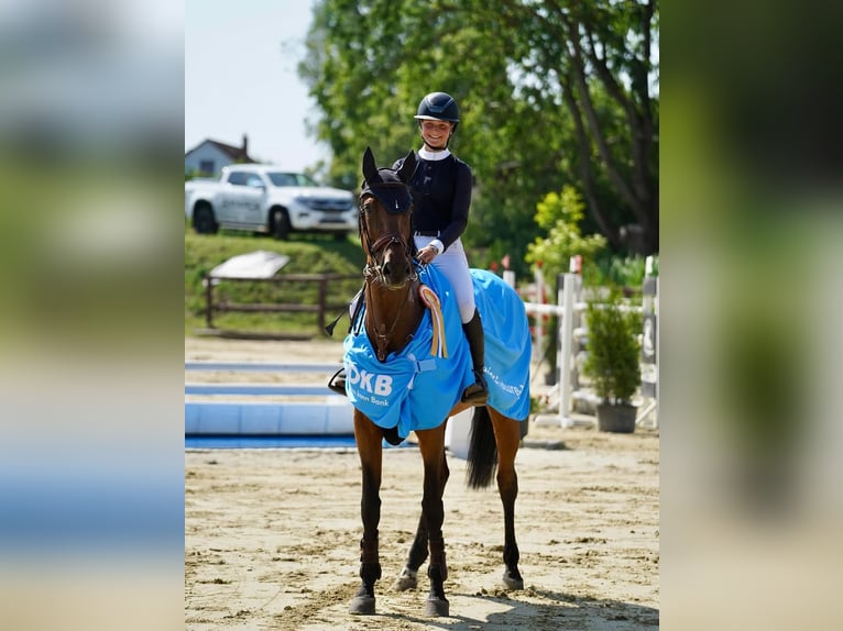 Deutsches Sportpferd Stute 13 Jahre 171 cm Brauner in Z&#xFC;lpich