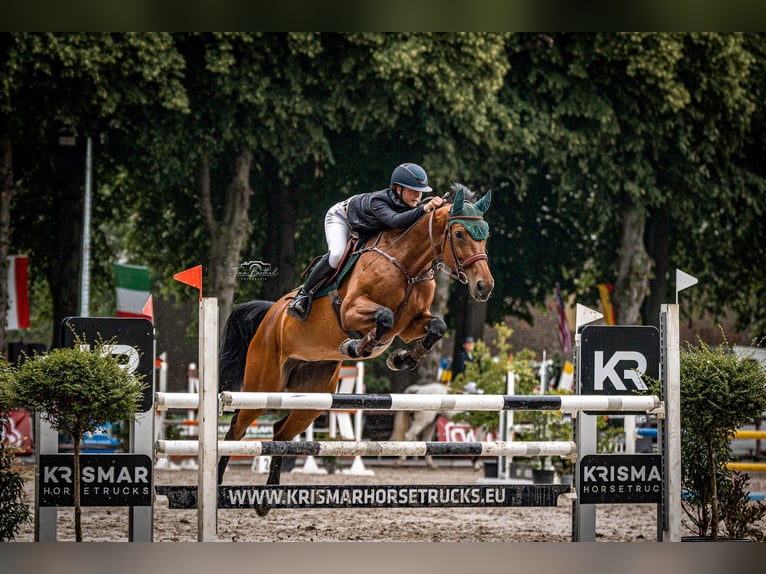 Deutsches Sportpferd Stute 13 Jahre 171 cm Brauner in Z&#xFC;lpich