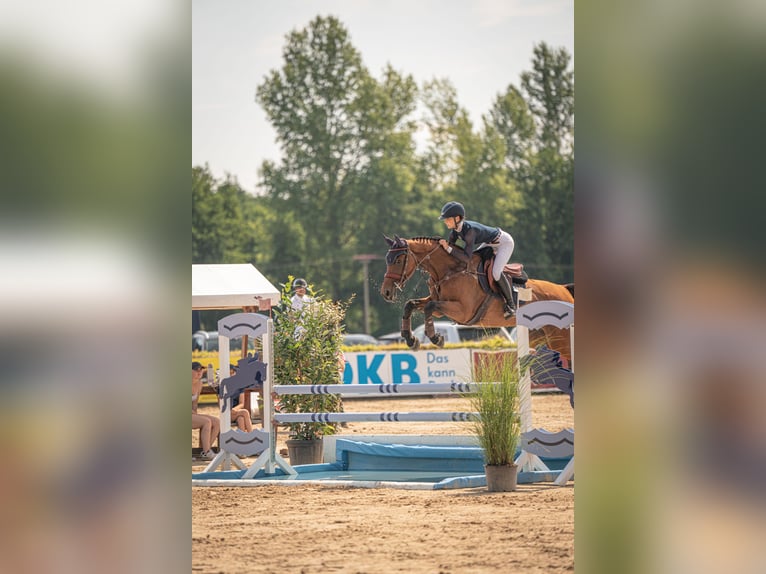 Deutsches Sportpferd Stute 13 Jahre 171 cm Brauner in Z&#xFC;lpich