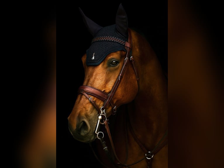 Deutsches Sportpferd Stute 13 Jahre 171 cm Brauner in Z&#xFC;lpich