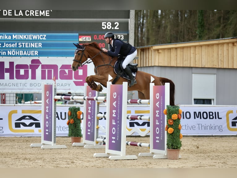 Deutsches Sportpferd Stute 13 Jahre 171 cm Fuchs in Ebenweiler