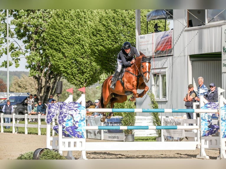 Deutsches Sportpferd Stute 13 Jahre 171 cm Fuchs in Ebenweiler
