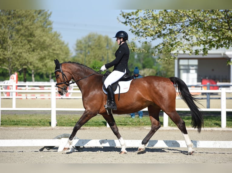Deutsches Sportpferd Stute 13 Jahre 172 cm Brauner in Obermuhr