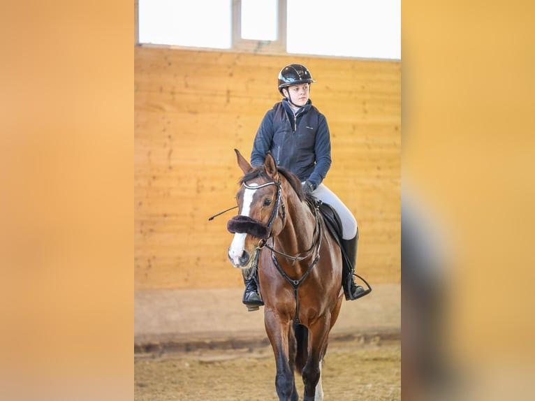 Deutsches Sportpferd Stute 13 Jahre 172 cm Brauner in Obermuhr