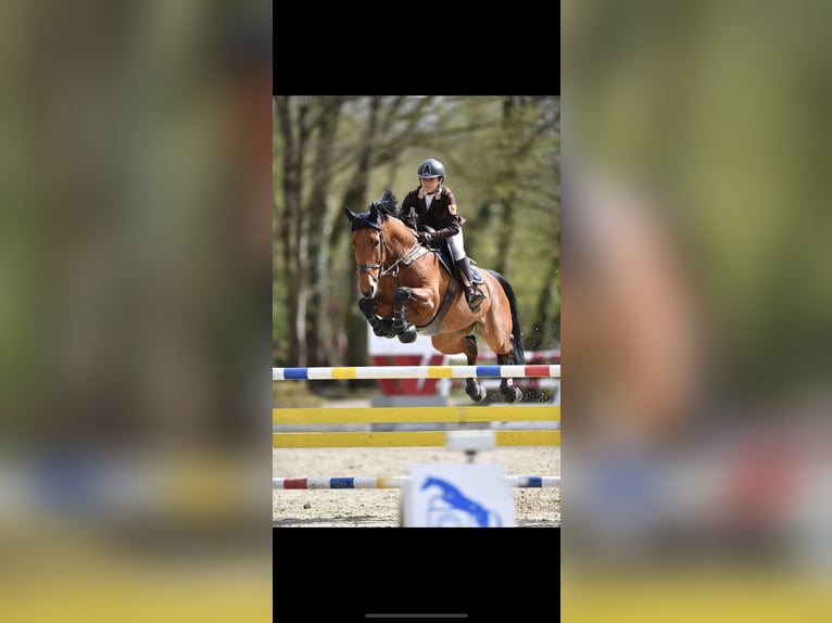 Deutsches Sportpferd Stute 13 Jahre 172 cm Brauner in Sandhausen