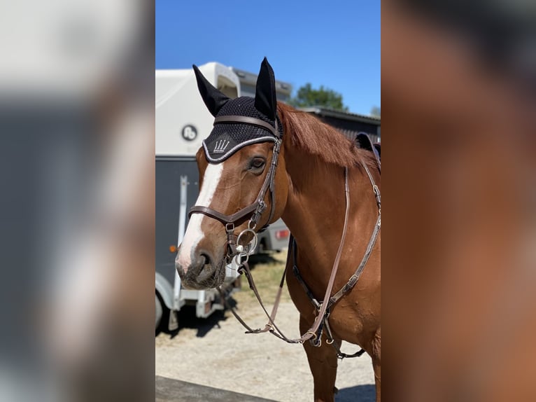 Deutsches Sportpferd Stute 13 Jahre 172 cm Fuchs in Speyer