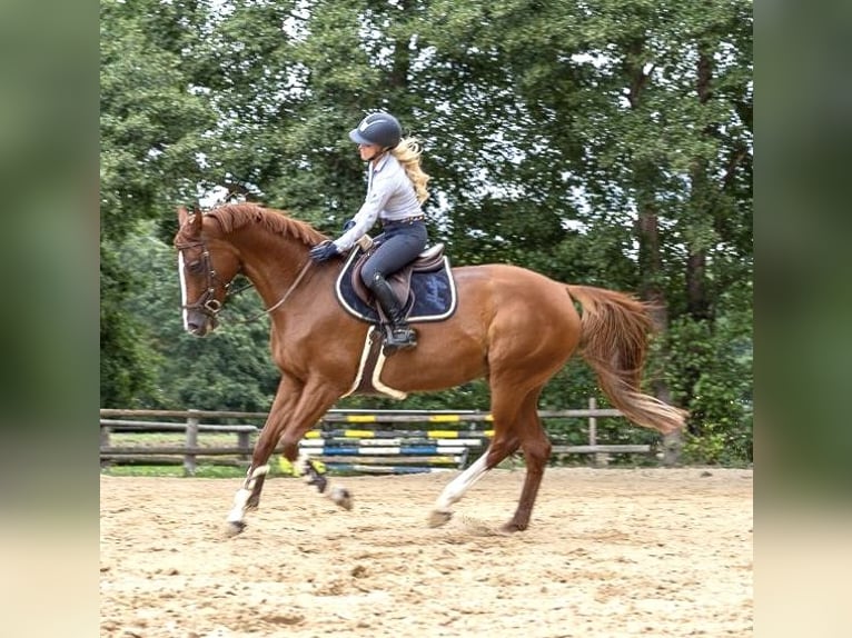 Deutsches Sportpferd Stute 13 Jahre 172 cm Fuchs in Speyer