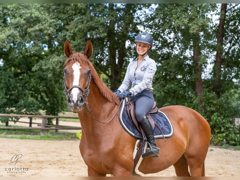 Deutsches Sportpferd Stute 13 Jahre 172 cm Fuchs in Speyer