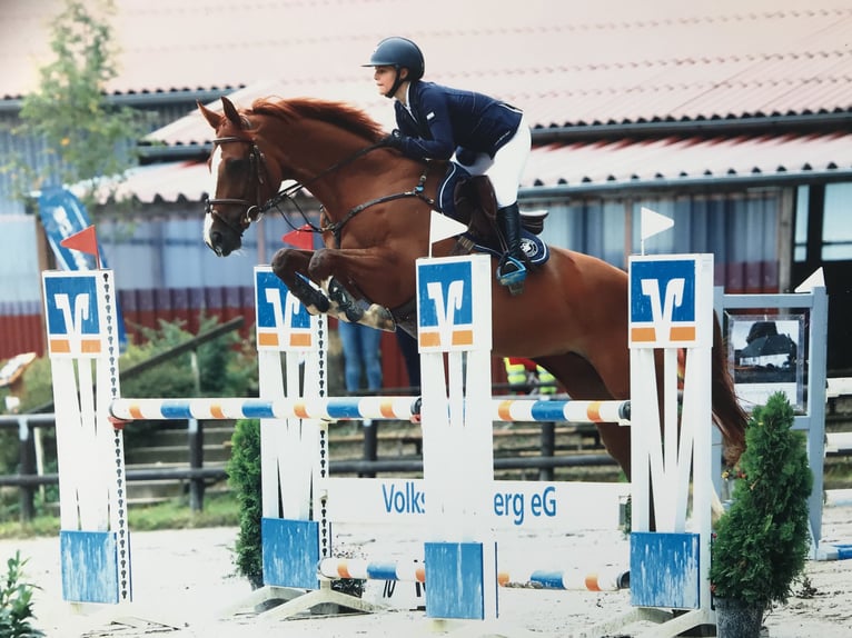 Deutsches Sportpferd Stute 13 Jahre 172 cm Fuchs in Speyer